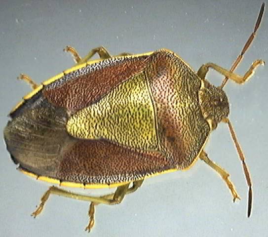 Piezodorus lituratus